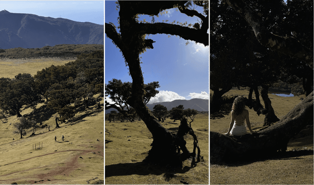 7 Days in Madeira: the Most Beautiful Island in the Atlantic fanal forest