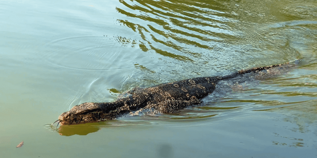 Bangkok: The Ultimate First-Timer’s Guide lumphini