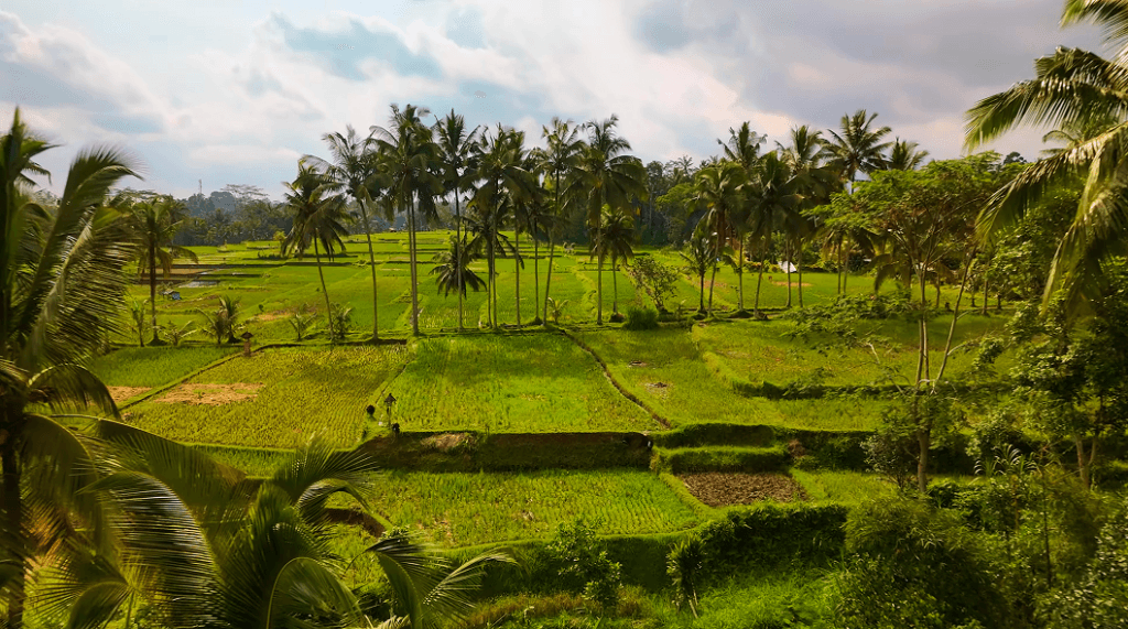 Bali Reality Check: Rainy Season Edition Mancingan Rice Terrace