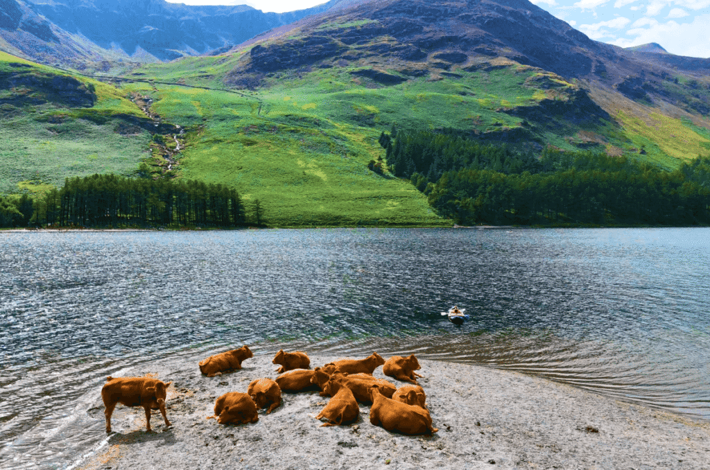 A herd of brown cattle resting on a stony beach at the edge of Buttermere lake in the Lake District, with green mountain fells, pine trees, and a small kayaker on the blue water in the background.