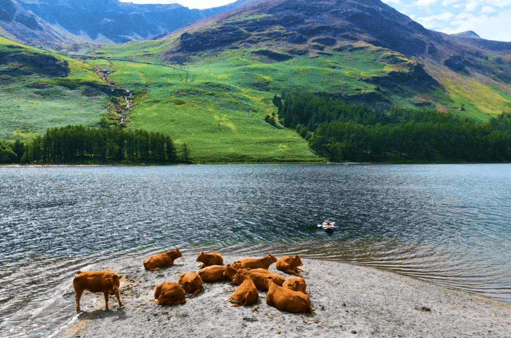 3-Day Lake District Itinerary: Hikes, Wild Swimming, Scenic Drives A herd of brown cattle resting on a stony beach at the edge of Buttermere lake in the Lake District, with green mountain fells, pine trees, and a small kayaker on the blue water in the background.